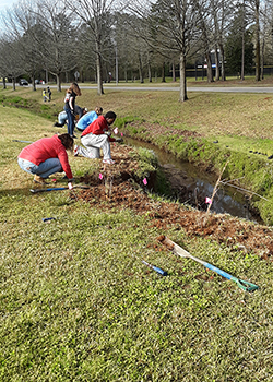 Students begin planting along edge of Park Creek