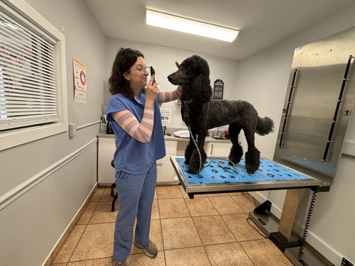 LC alum performs examination on dog
