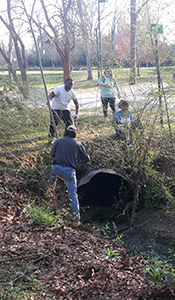 Students work to remove privet from the banks of Park Creek