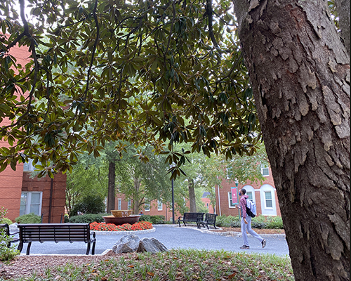 student walks by the large magnolia tree that anchors the Glover Garden
